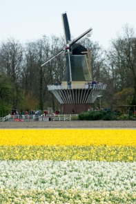 Netherland, a windmill